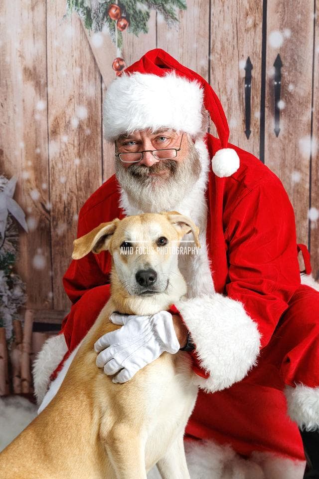 Rupert- $75 Adoption Fee! Diamond Dog! media 2
