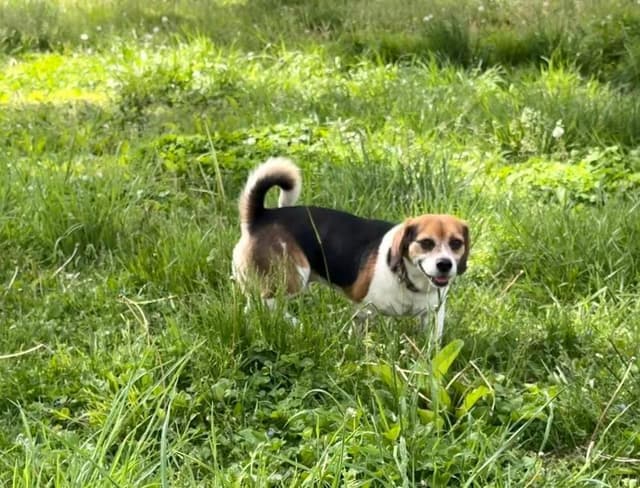 Peanut - adoption pending media 3