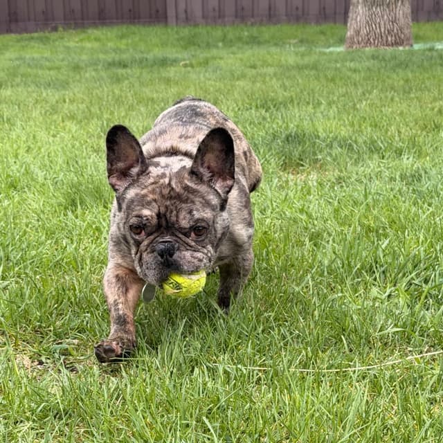 Gerardo--In Foster***ADOPTION PENDING*** media 4
