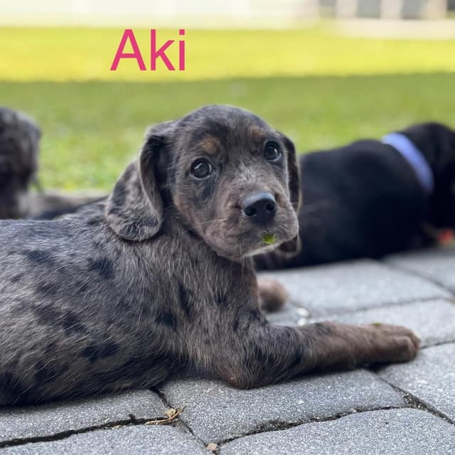 AKI media 3