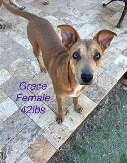 Grace media 3