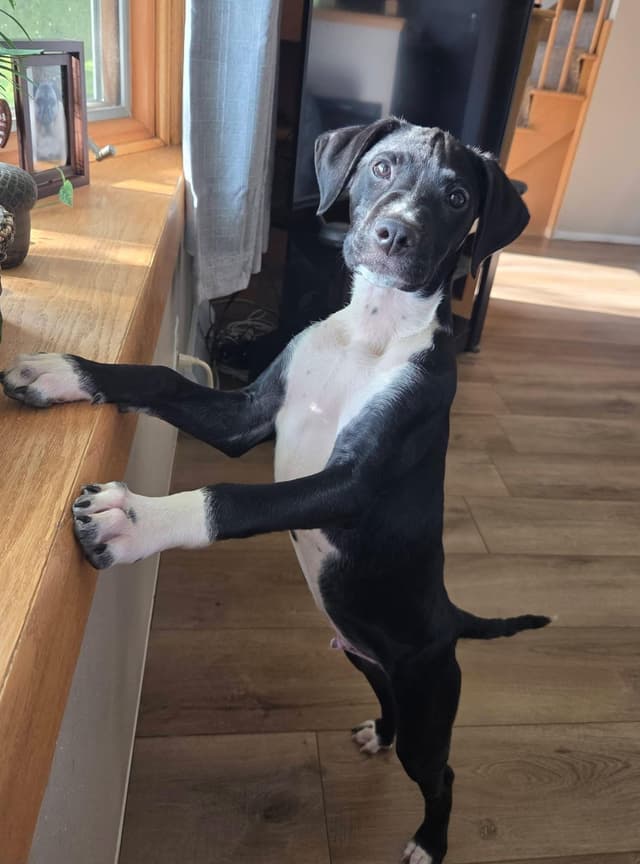Rocky the Hound Mix Puppy media 3