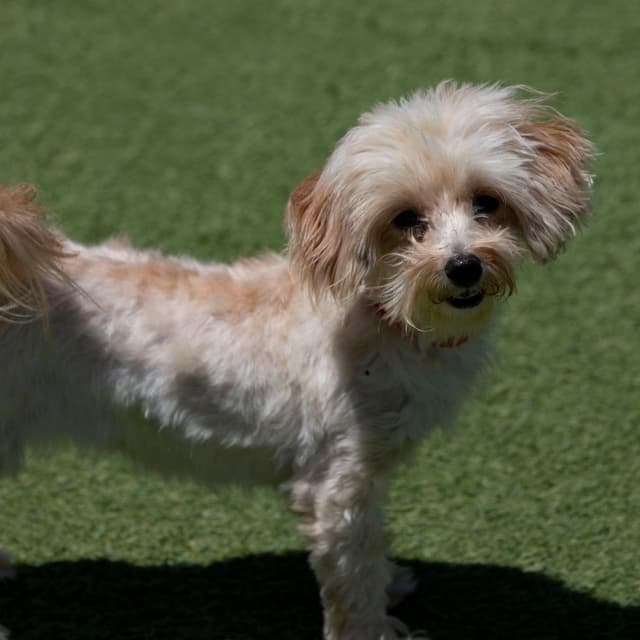 Daisy (MY26-106) media 3