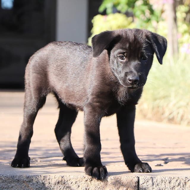 Windy Pup - Brisky - Adopted! media 2