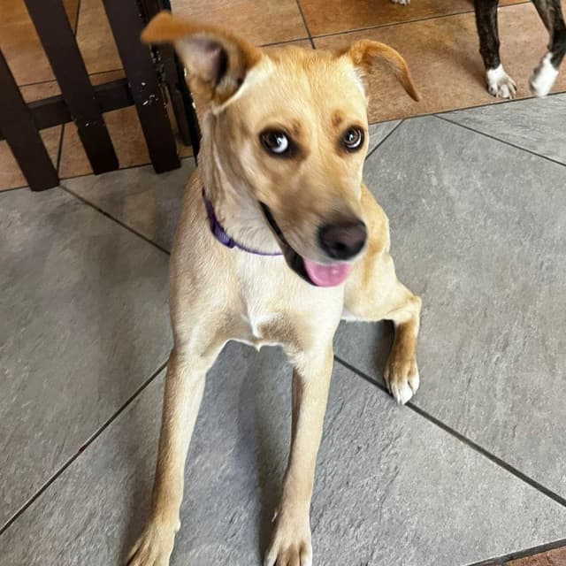 Lola media 3