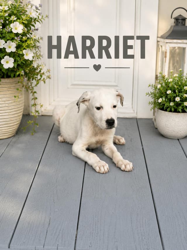 Harriet media 4