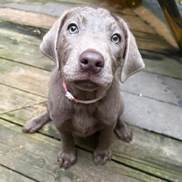 Pupcake media 3