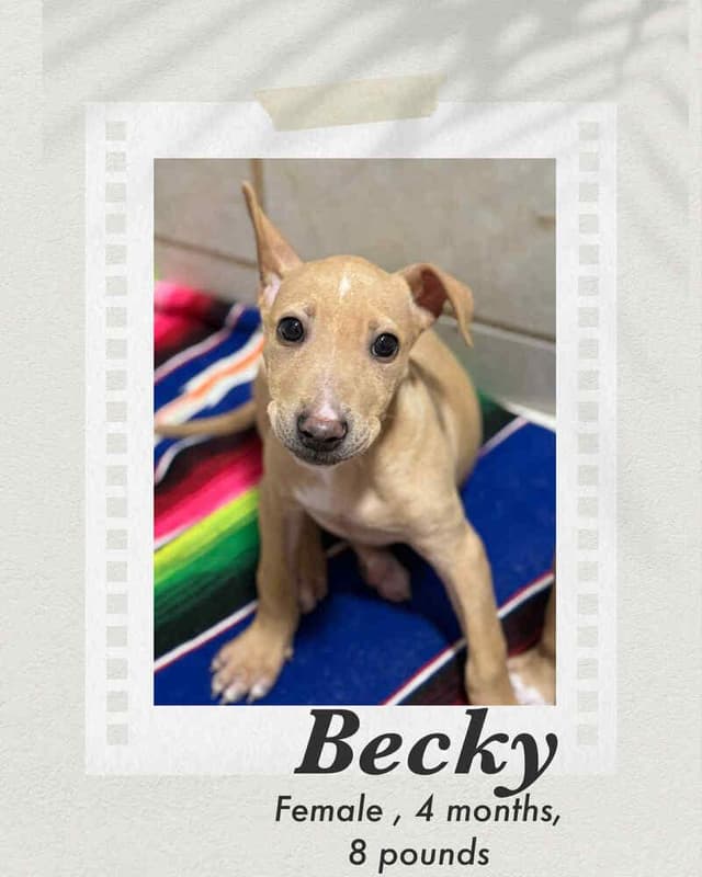 Becky media 2