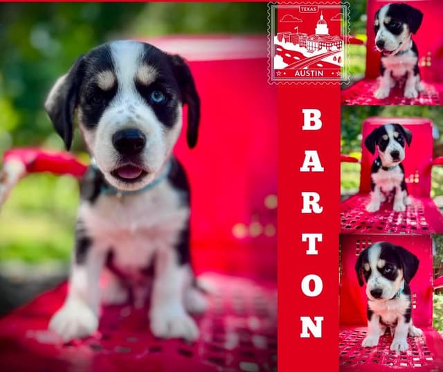Barton media 2