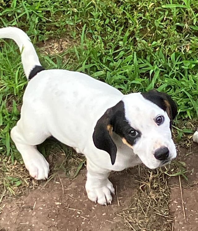 Sassy - adoption pending media 4