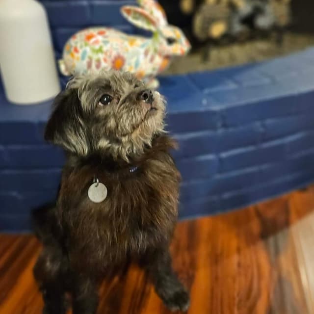 Charly Bear media 3