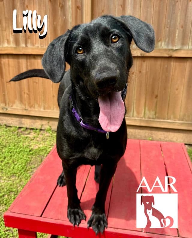 Lilly media 2