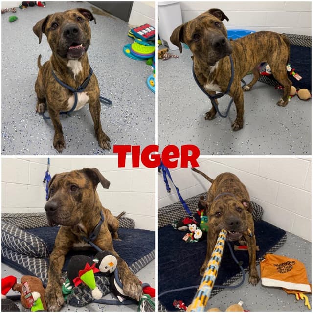 Tiger media 5