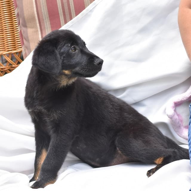 Levi (Victoria Litter) media 4