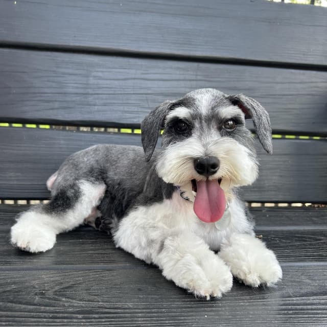 TJ Lucy media 6