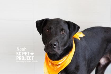 Noah media 2