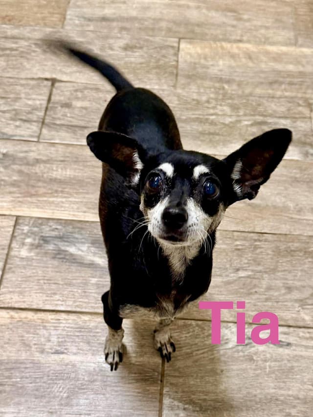 Tia media 4
