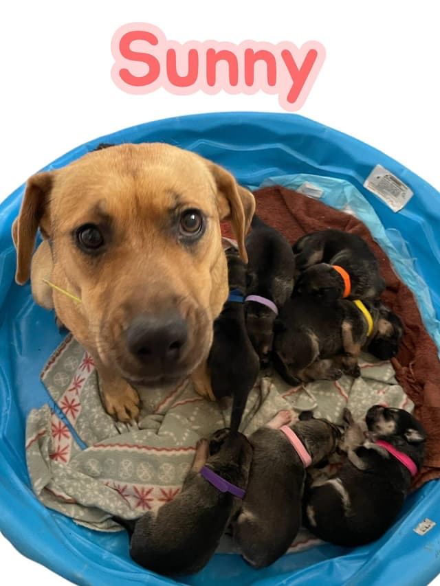 Sunny's Puppies - 4 Girls - NC media 6