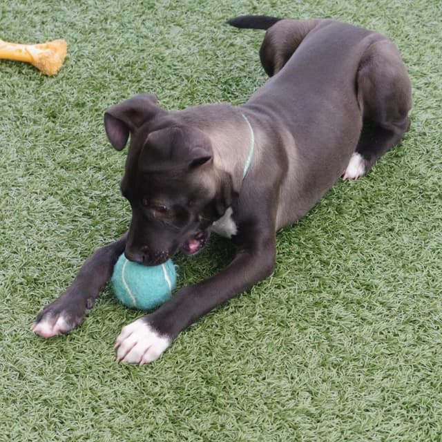 Puppy Nigel media 2