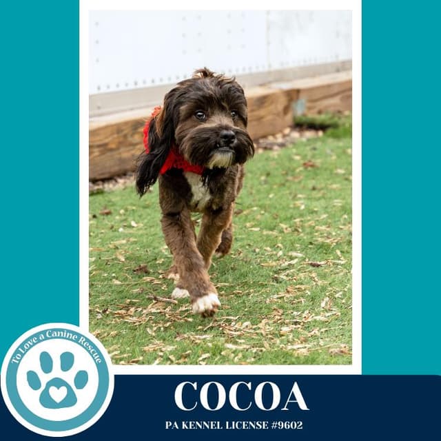 Cocoa (Beethoven's Classics) 032826 media 2