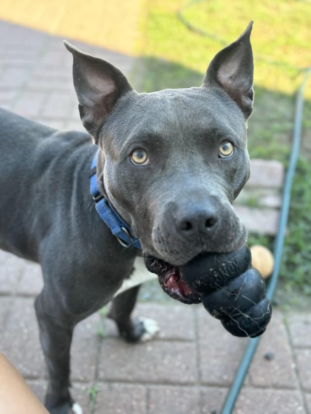 Otis Underbite Toy Loving Angel media 2