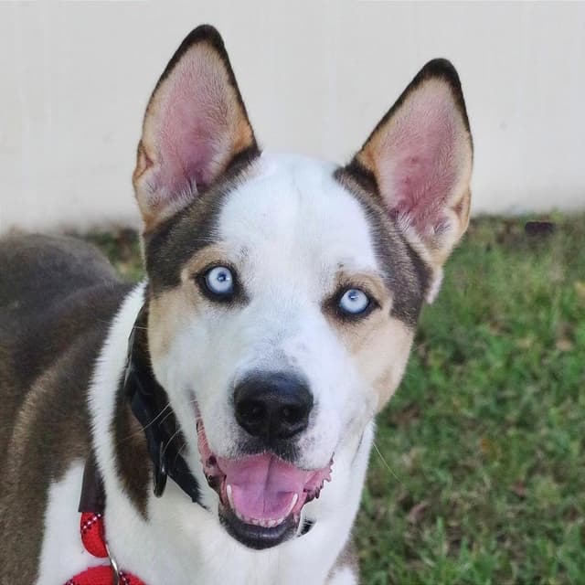 Balto media 4