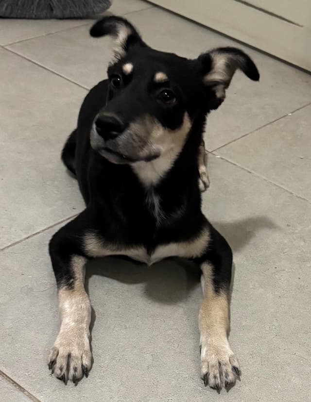 Duke (6) media 3