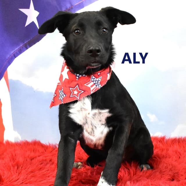 Aly media 2