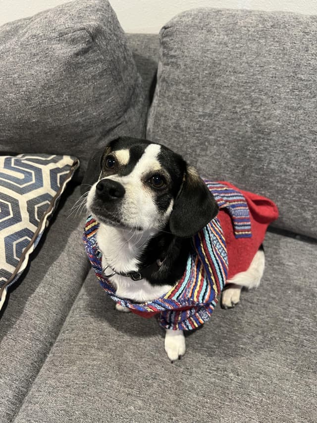 scooter -- available for adoption media 5