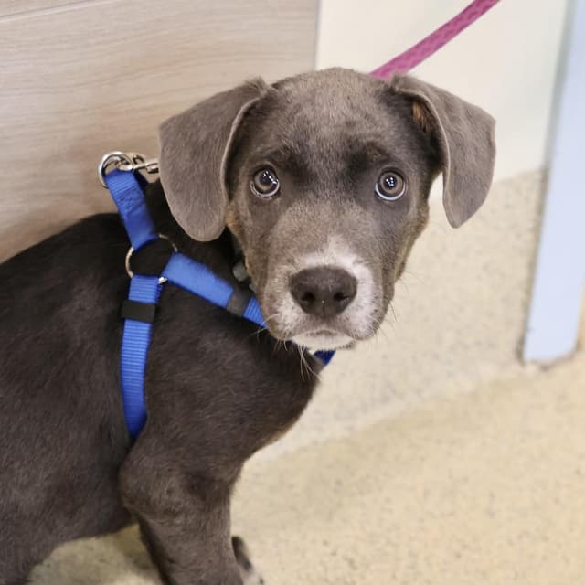 Stitch *In foster, available for adoption!* media 2