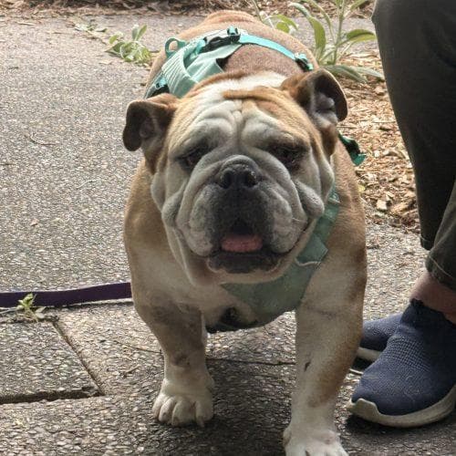 Penelope (Penny) media 2