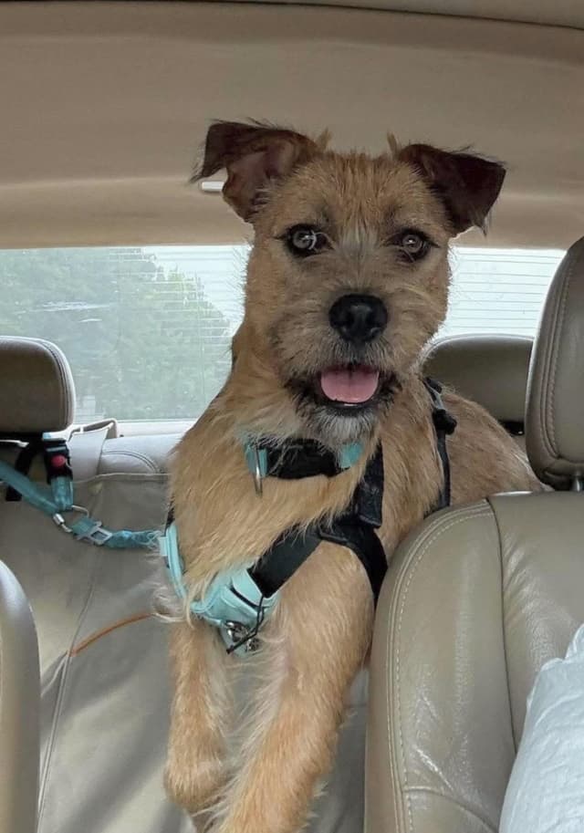 Graham - Foster or foster to adopt needed media 4