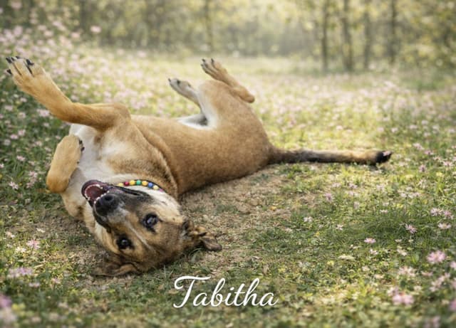 Tabitha media 2
