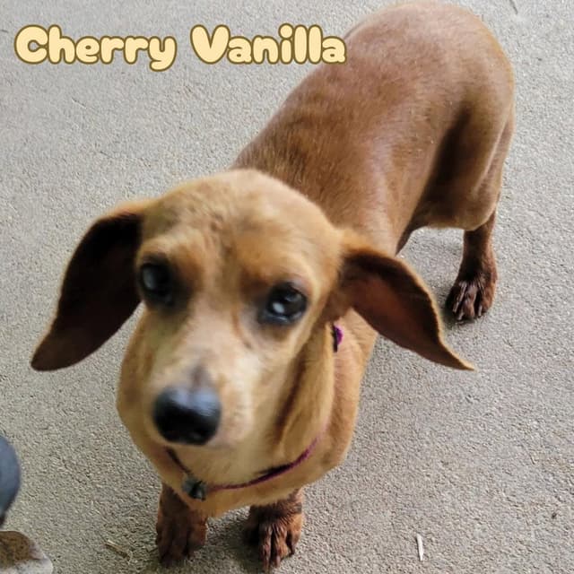 Cherry Vanilla media 3