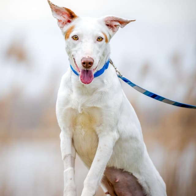 Vixen (Loves other dogs. Adoption Fee Sponsored) media 2