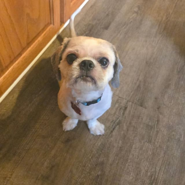 Gizmo media 6