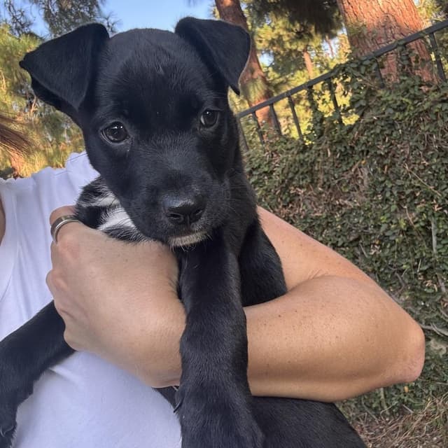 Winnie (C000-247) - Costa Mesa Location *Available 7/3* media 5