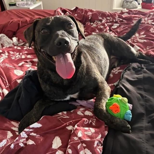 Mochi Magic the Happy Pup media 3