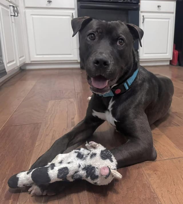 Rhett ( super affectionate, house trained, crate trained, friendly) media 4
