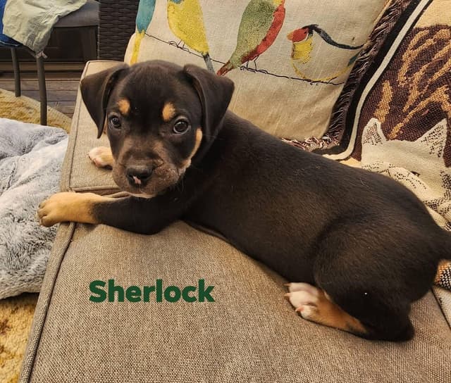 Sherlock media 2