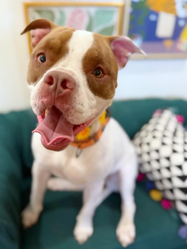 Lucy Love with the Irresistible Snuggles media 3