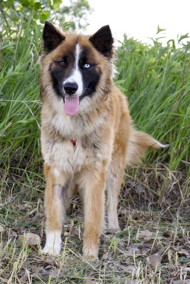 Skylar media 4