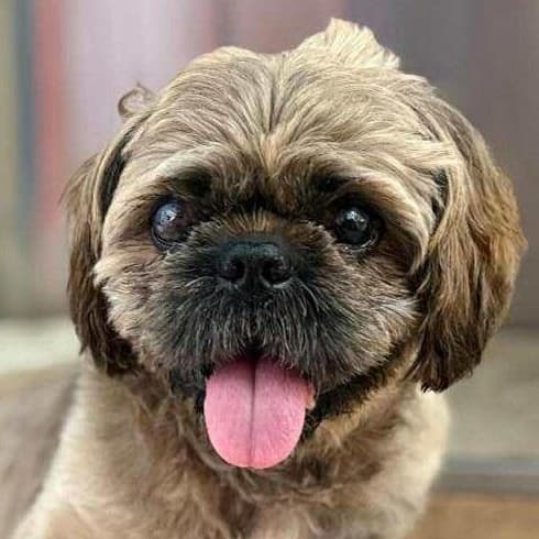 Benji media 2