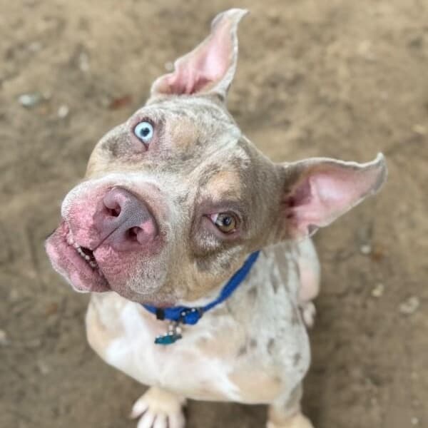 Merle Dawson the Sweetest Boy in Town media 2