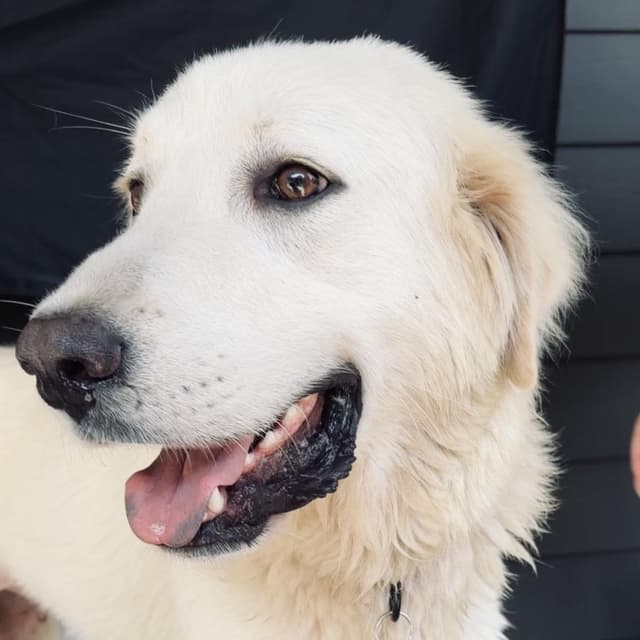 Sugar - Sweet, Affectionate and Loving media 2