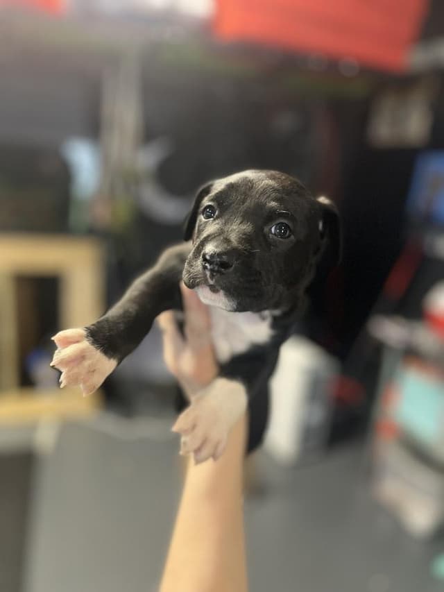 BookTok Fantasy Litter - Pax - Located in Florida media 3