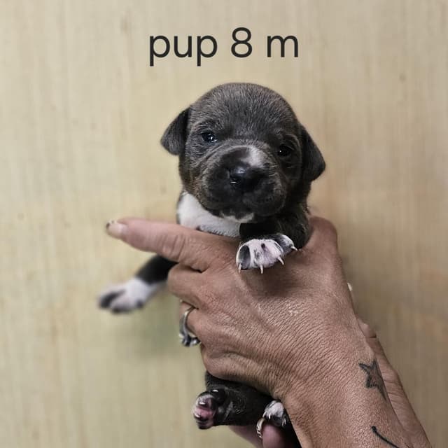 Goldieloxx Pup- Vinny media 3