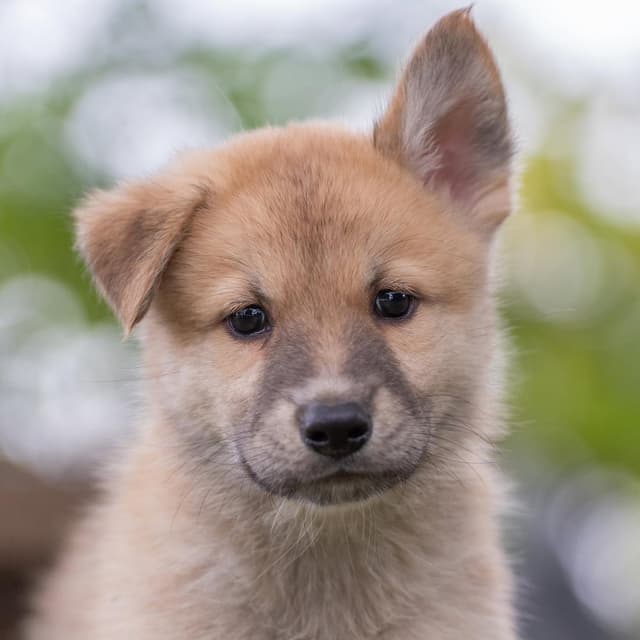 Marshmallow Pup - Fudge - Adopted! media 3