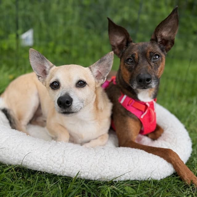 Peanut (Bonded with Cashew Rose) media 5