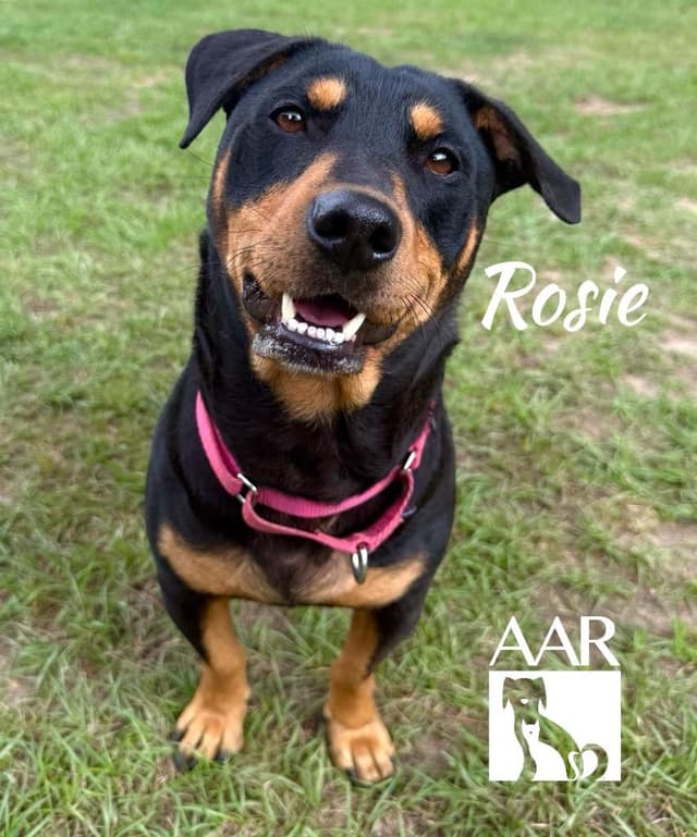 Rosie media 2